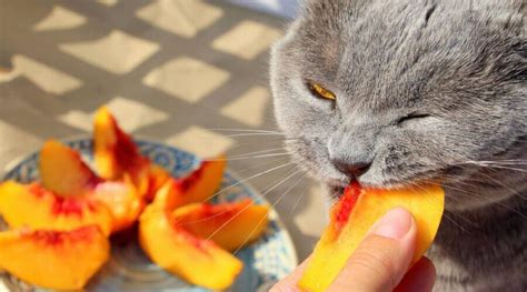 Can Cats Eat Peaches? - Cats Guide