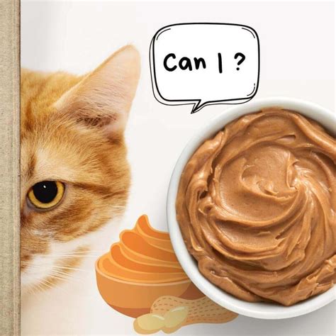 Can Cats Eat Peanut Butter? - thesprucepets.com