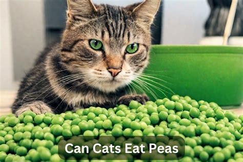 Can Cats Eat Peas? Your 2024 Guide - thecatinsider.com