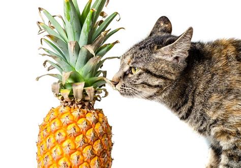 Can Cats Eat Pineapple? - HayFarmGuy