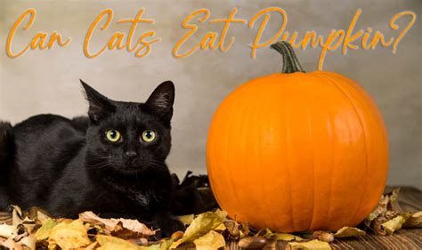 Can Cats Eat Pumpkin? 5 Best Ways On How To Feed …