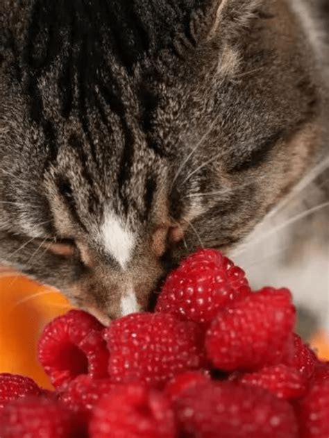 Can Cats Eat Raspberries? All the Facts Cat Lovers Need To Know …