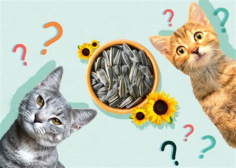 Can Cats Eat Sunflower Seeds? What You Need to Know!