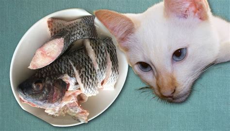 Can Cats Eat Tilapia? (Benefits/Risks) - Pet Food Fuss