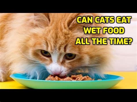 Can Cats Eat Wet Dog Food? - HayFarmGuy