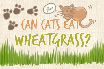 Can Cats Eat Wheatgrass? The Feline Guide – Grow Your Pantry