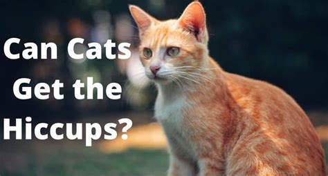 Can Cats Get the Hiccups (5 Better Ways to Prevent Them)