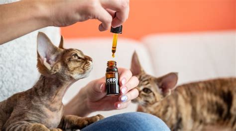 Can Cats Have Cbd