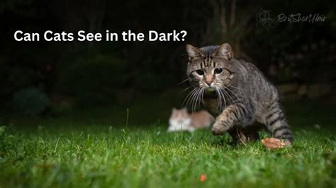 Can Cats See in the Dark? - thesprucepets.com