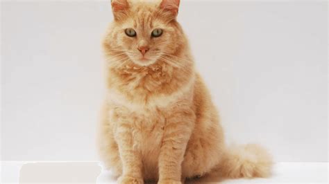 Can Cbd Help Cat Skin Conditions