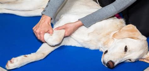 Can Cbd Help Muscle Spasms In Dogs