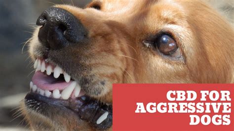 Can Cbd Help With Dog Aggression