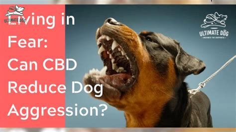 Can Cbd Make Dogs Behavior Worse