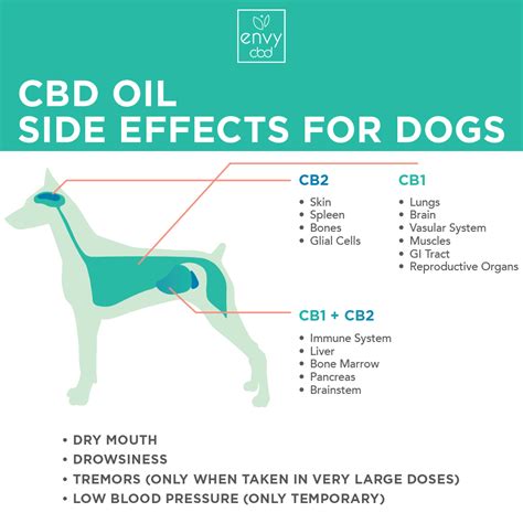 Can Cbd Make Dogs Eyes Red