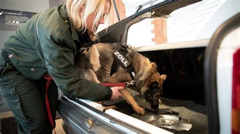 Can Cbd Oil Be Caught By Drug Sniffer Dogs