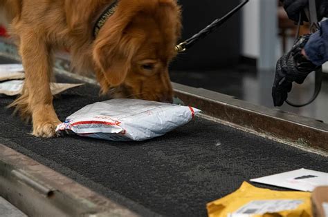 Can Cbd Oil Be Detected By Sniffer Dogs