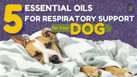 Can Cbd Oil Cause Breathing Problems In Dogs