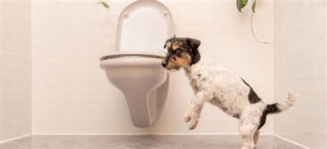 Can Cbd Oil Cause Diarrhea In Dogs