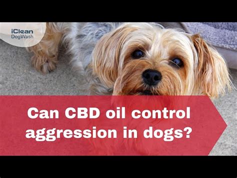 Can Cbd Oil Help Dogs With Aggression