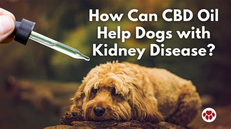 Can Cbd Oil Help Dogs With Kidney Failure