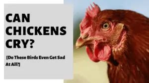 Can Chickens Cry? [Do These Birds Even Get Sad At All?] Chickens ...