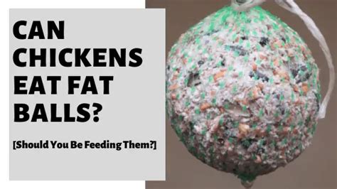 Can Chickens Eat Fat Balls? [Should You Be Feeding …