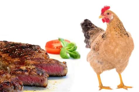 Can Chickens Eat Meat and Raw Meat? - ChickenMag