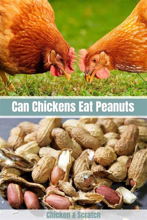 Can Chickens Eat Peanuts? Planning Your Poultry