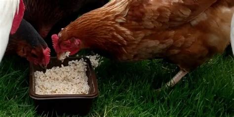 Can Chickens Eat Rice Krispies? (Benefits of Cereals)