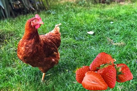 Can Chickens Eat Strawberry Tops? Is It Safe For Chickens To Eat ...