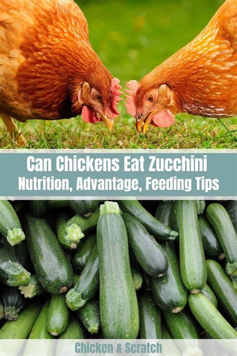 Can Chickens Eat Zucchini? – Fiverrlinc