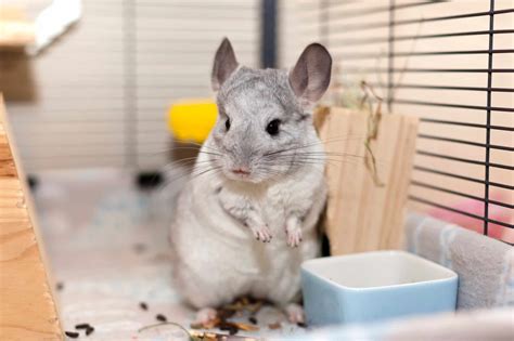 Can Chinchillas Live With Cats? Tips for families who want to …