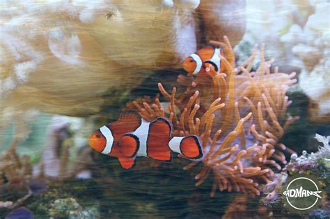 Can Clownfish Live in Freshwater? - Fish Proper