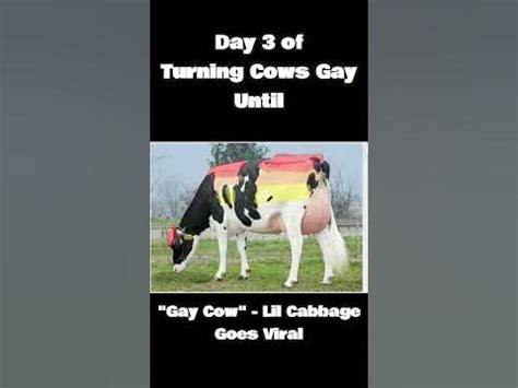 Can Cows Be Gay