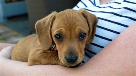 Can Dachshunds Be Left Alone? (Quick Answers + Tips!)