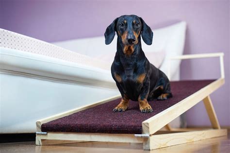 Can Dachshunds Go Up And Down Stairs? - I Love …