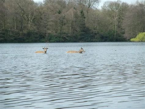 Can Deer Swim Across Rivers? • Support Wild