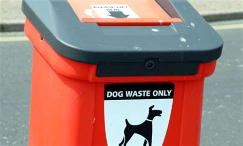 Can Dog Poop Go In The Green Bin? – BabelBark