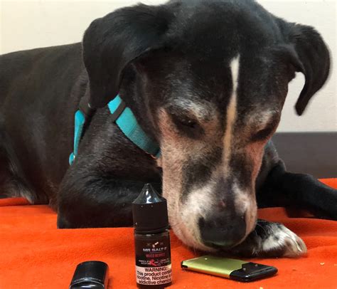 Can Dogs Be Affected By Second-Hand Vape From Cbd Liquid