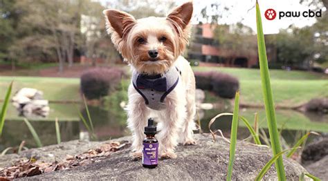 Can Dogs Build Up A Tolerance To Cbd