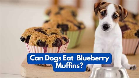 Can Dogs Eat Blueberry Muffins? Explained Here In Detail