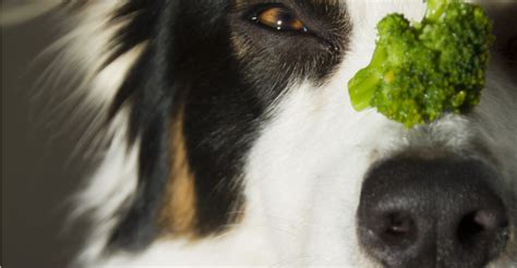 Can Dogs Eat Broccoli? Petfinder