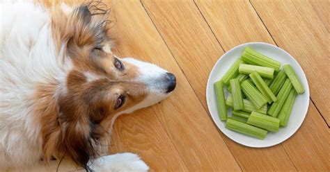 Can Dogs Eat Celery? - Pumpkin®