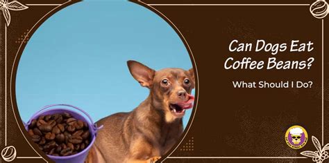 Can Dogs Eat Coffee Wood? - Your Pet Shop