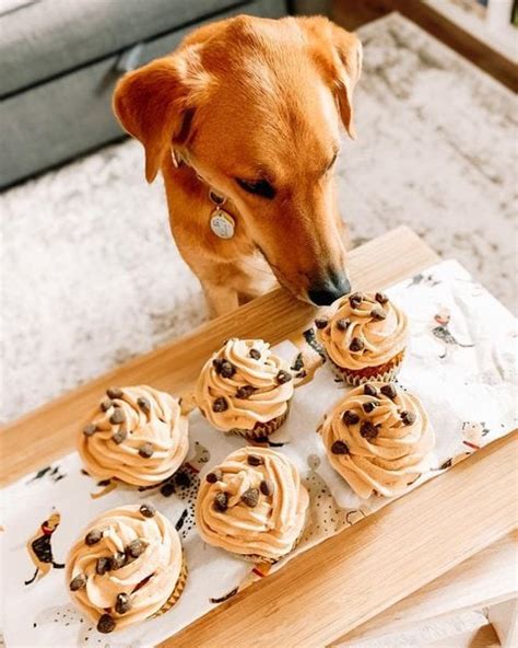 Can Dogs Eat Cupcakes? - The Goody Pet