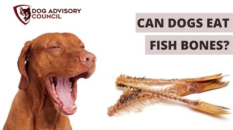 Can Dogs Eat Fish Bones? (Fully Explained Inside!) - Fishing Advisor