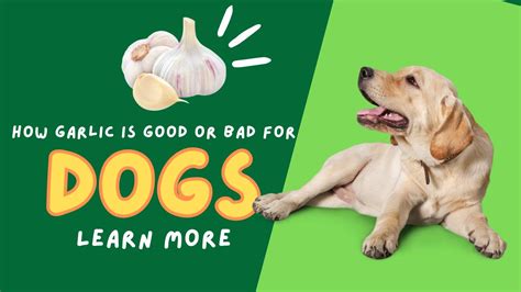 Can Dogs Eat Garlic? A Toxic Threat For Dogs [April 2024]