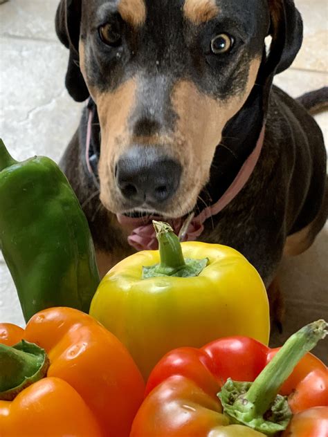 Can Dogs Eat Green Peppers? (Everything Explained) - iHomePet