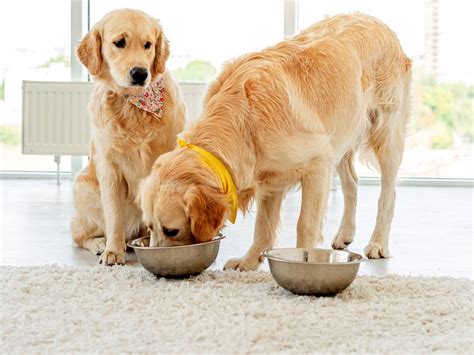 Can Dogs Eat Grits? Dog News and Dog Trends Pawinspector