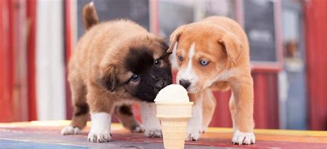 Can Dogs Eat Ice Cream? - PetPlace